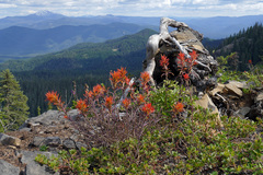 Castilleja pruinosa