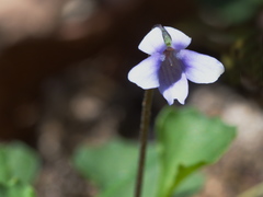 Viola sieberiana