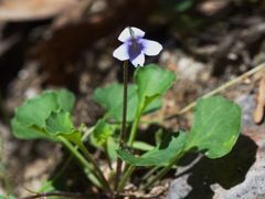 Viola sieberiana