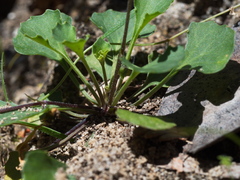 Viola sieberiana