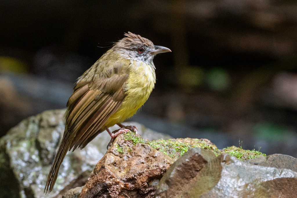 Gray-throated Bulbul (Alophoixus frater) photo