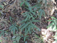 Adiantum silvaticum