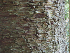 Araucaria cunninghamii