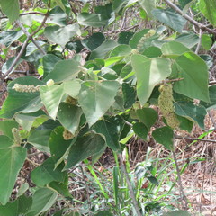 Mallotus mollissimus