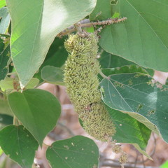 Mallotus mollissimus