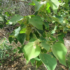 Mallotus mollissimus