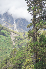 (c) Morten Ross, some rights reserved (CC BY) Juniperus tibetica, photograph (c) Morten Ross, some rights reserved (CC BY)