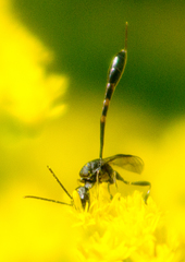 Gasteruption assectator