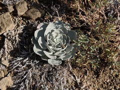 Physaria didymocarpa