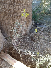 Eriogonum corymbosum nilesii
