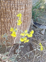Eriogonum corymbosum nilesii