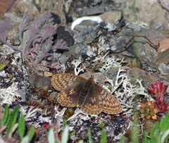 Boloria improba