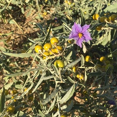 Solanum elaeagnifolium