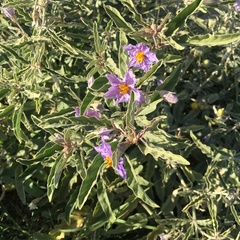 Solanum elaeagnifolium
