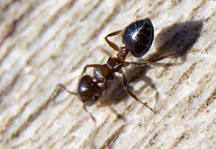 Crematogaster cerasi