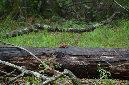 Eastern Chipmunk photographed in Louisiana