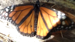 Danaus plexippus