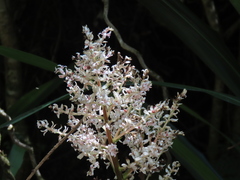 Helmholtzia glaberrima