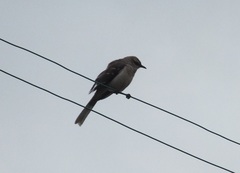 Mimus gilvus