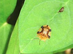 Laccoptera nepalensis