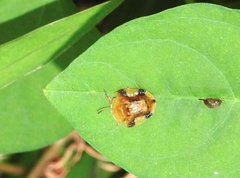 Laccoptera nepalensis