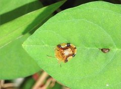 Laccoptera nepalensis