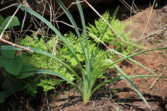 Sprekelia formosissima
