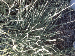 Ephedra torreyana