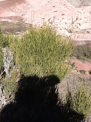 Ephedra torreyana