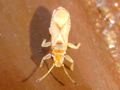 Thaumastocoridae