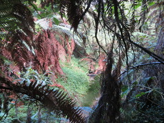 Dicksonia squarrosa