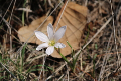 Zephyranthes fosteri