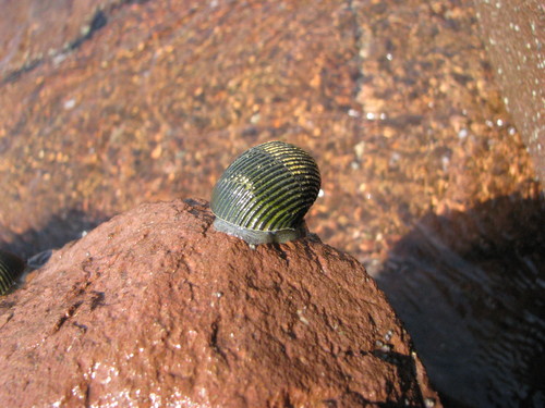 Rough-ribbed Nerite