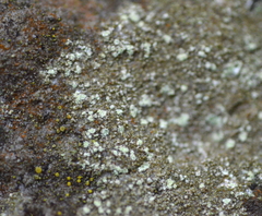 Lecanora impudens