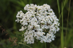 Stevia serrata