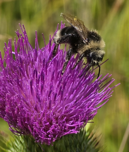 Indiscriminate Cuckoo Bumble Bee photo 6