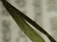 Lechea pulchella moniliformis