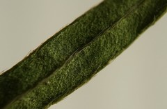 Lechea pulchella moniliformis