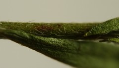 Lechea pulchella moniliformis