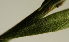Lechea pulchella moniliformis
