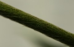 Lechea pulchella moniliformis