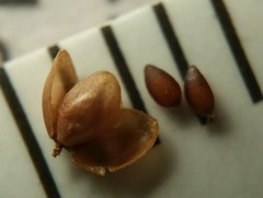 Lechea pulchella moniliformis