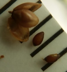 Lechea pulchella moniliformis