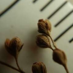 Lechea pulchella moniliformis