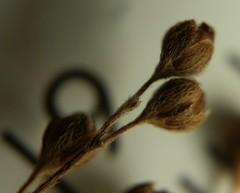 Lechea pulchella moniliformis