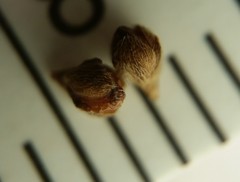 Lechea pulchella moniliformis