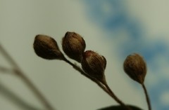 Lechea pulchella moniliformis