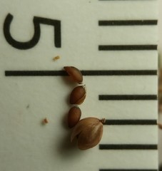 Lechea pulchella moniliformis