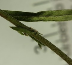 Lechea pulchella moniliformis