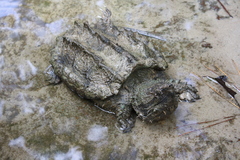 Macrochelys temminckii